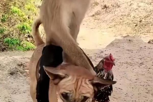 生肖配对猴和鸡相配吗