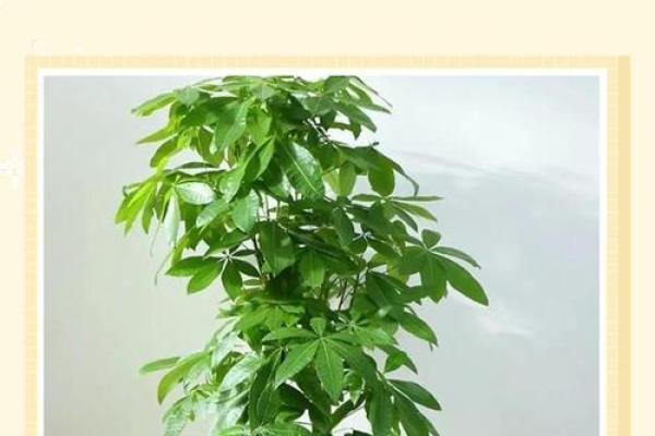 买了“发财树”，别把方位摆错