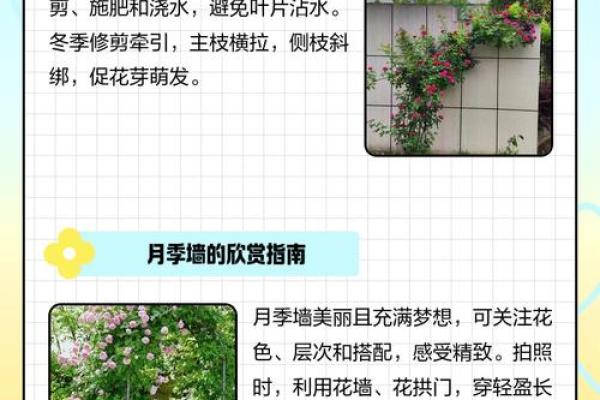八字墙外花：探究八字墙外花的品种、养护和繁殖技巧