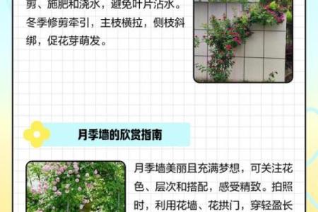 八字墙外花：探究八字墙外花的品种、养护和繁殖技巧