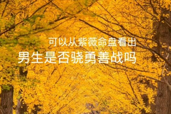 紫薇斗数手机排版