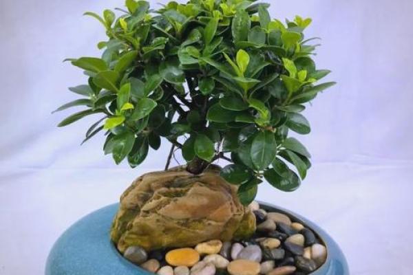 办公室风水绿植有哪些选择适合