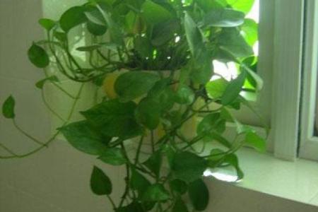 绿萝风水_进门看绿植好吗
