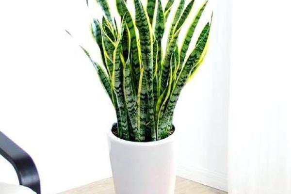 客厅摆放植物风水原则