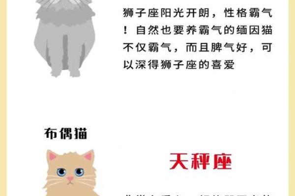 12星座射手座适合养什么猫