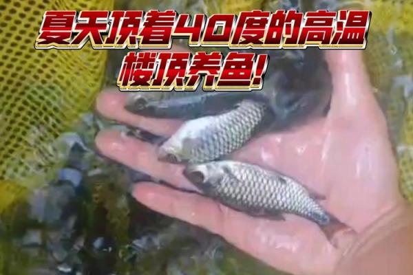 楼顶养鱼 风水