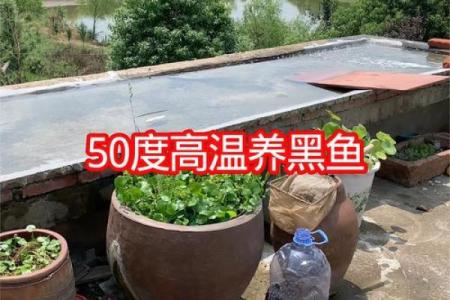楼顶养鱼 风水
