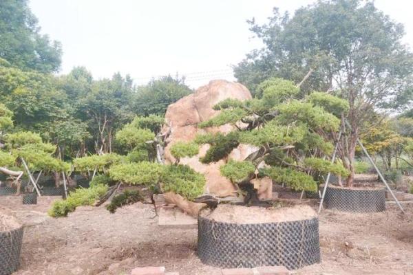 风水上松柏放在阳台和院子可镇宅旺财