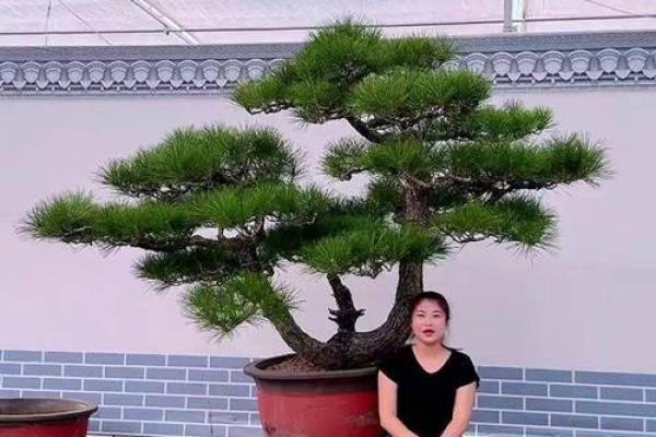 风水上松柏放在阳台和院子可镇宅旺财