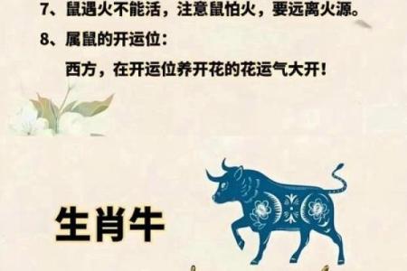 属鼠AB血型的人性格与事业姻缘