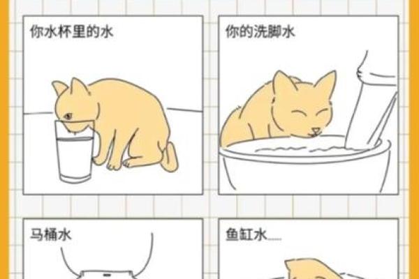 风水猫不请自来兆头寓意什么
