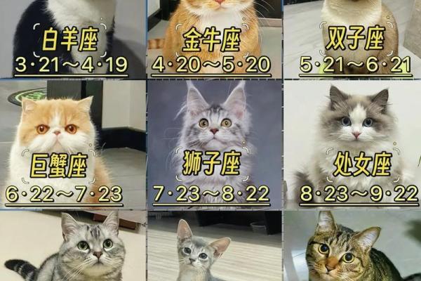 哪些星座女是猫系女人