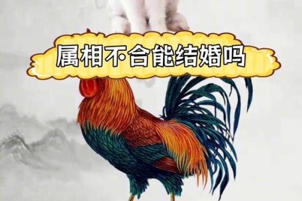 属鸡的女人和什么属相最配对 属鸡的女人和什么属相最配婚姻