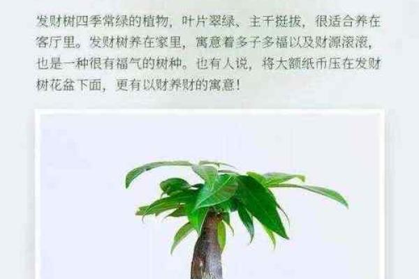 招财风水局如何布置有哪些方法