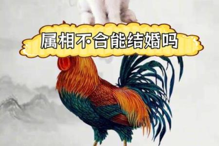 属鸡的女人和什么属相最配对 属鸡的女人和什么属相最配婚姻