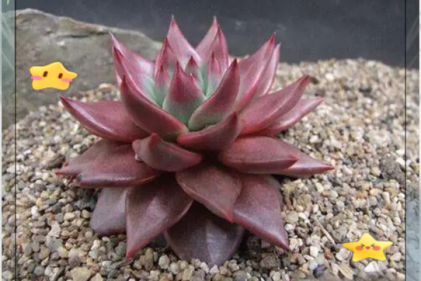 十二星座养的多肉植物有哪些