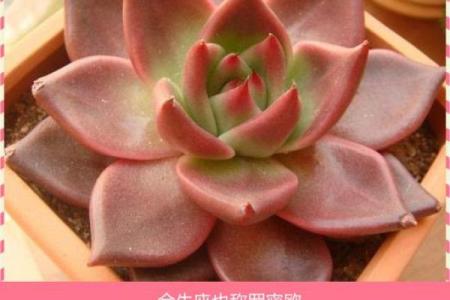 十二星座养的多肉植物有哪些
