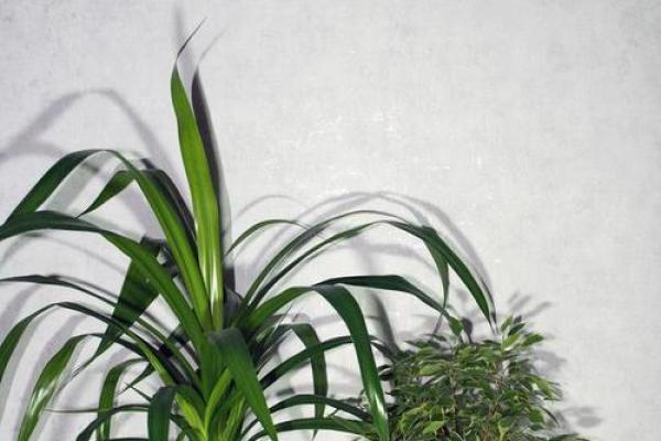办公室吊兰摆放风水攻略为您营造舒适办公环境