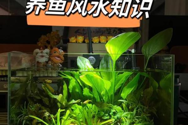 二楼养鱼风水