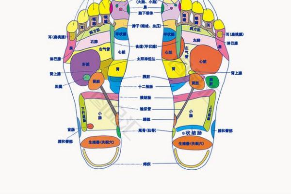 看相算命：详解脚底穴位图