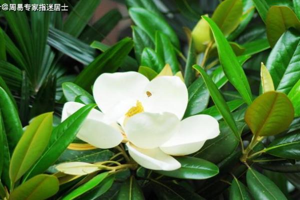 白鹤神数量指算命