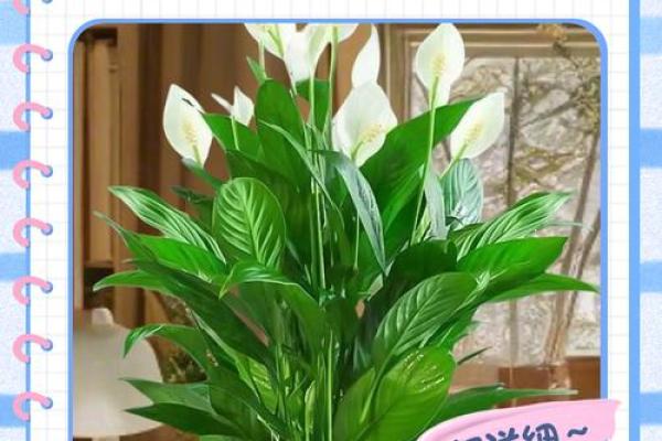 白掌风水攻略