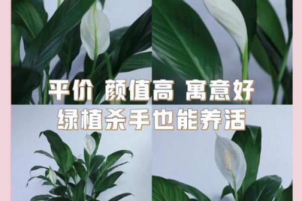 白掌风水攻略