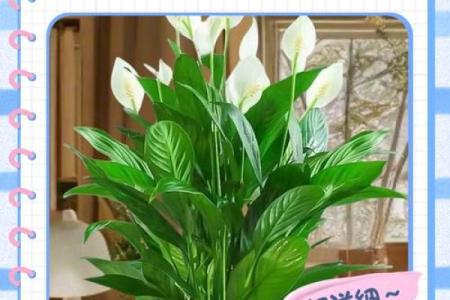 白掌风水攻略