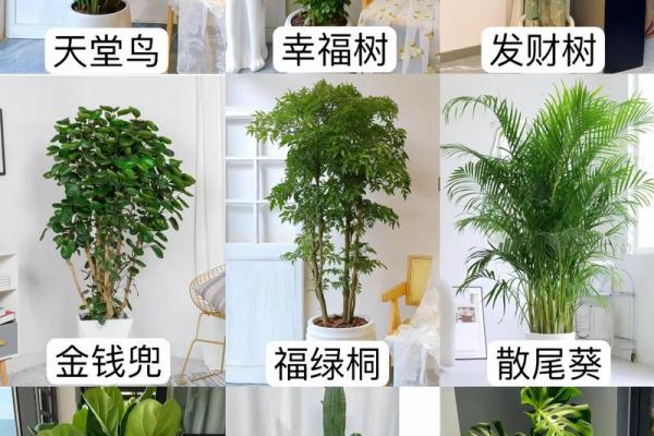 客厅植物摆放风水也有讲究 这些你都了解吗 客厅植物摆放风水也有讲究 这些你都了解吗