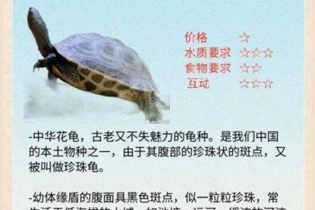 住宅养龟风水禁忌有什么说法作用