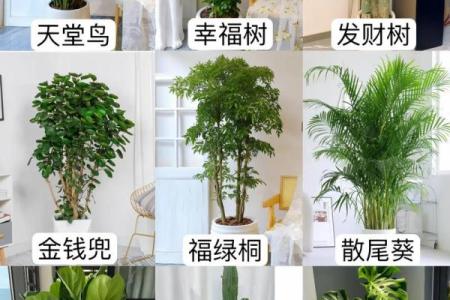 客厅植物摆放风水也有讲究 这些你都了解吗