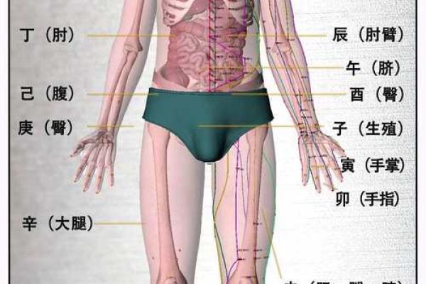 八字干支身体部位对照表