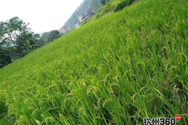 浦北苏村风水 浦北苏村风水