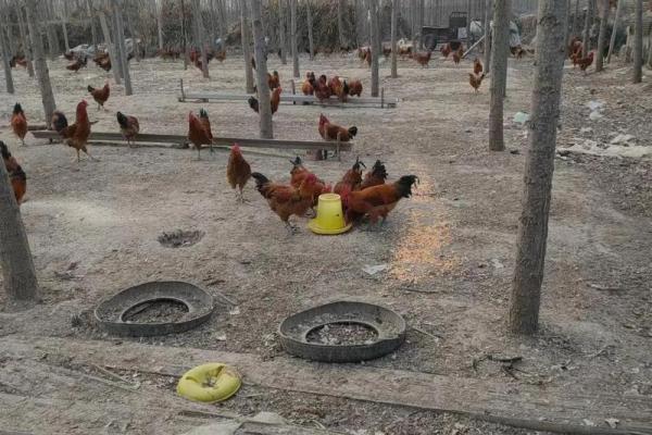 后天适合动土吗