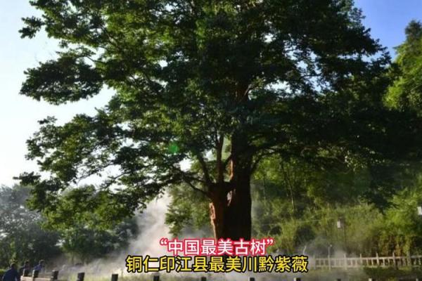 川黔紫薇_川黔紫薇可以买卖么