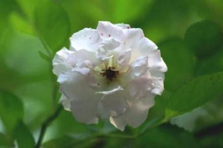 福德宫天月 福德宫天月陷