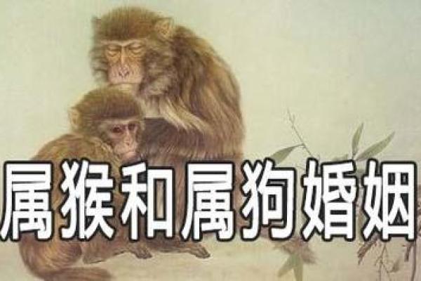 属狗的最佳婚配属相揭秘最合拍的生肖配对 属狗的最佳婚配属相揭秘最合拍的生肖配对