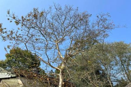 独杆紫薇庭院景观中的优雅之选