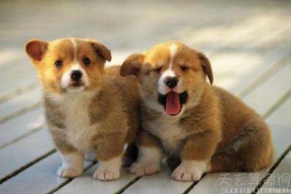 甲戌年属狗是什么命_甲戌狗年是哪一年 甲戌年属狗是什么命_甲戌狗年是哪一年