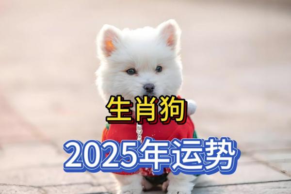 属狗的2025年多少周岁_生肖狗在2025年的运势以及注意月份