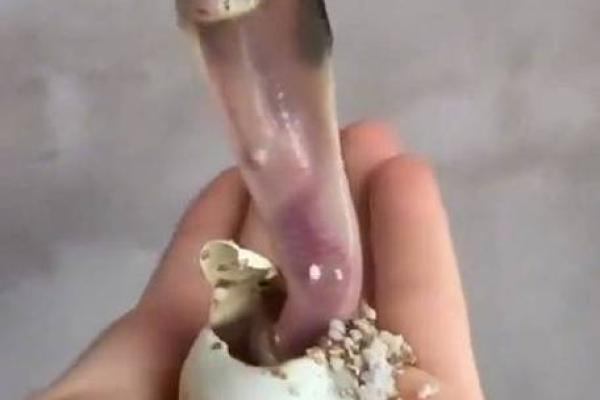 2025年4月24日出生的蛇宝宝 2025年4月24日出生的蛇宝宝