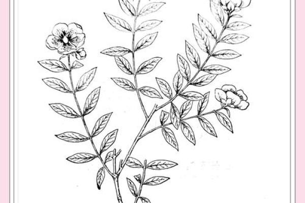 黄花女儿是什么生肖 黄花女儿是什么生肖