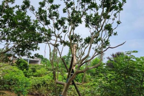 川红紫薇夏日花园中的璀璨明珠 川红紫薇夏日花园中的璀璨明珠