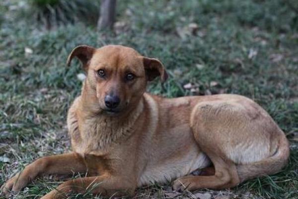 1982年属狗最难熬年龄_82年属狗43岁八大预兆 1982年属狗最难熬年龄_82年属狗43岁八大预兆