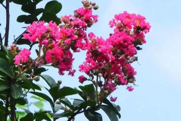 东方紫薇 东方紫薇神秘花语与园林艺术的完美融合