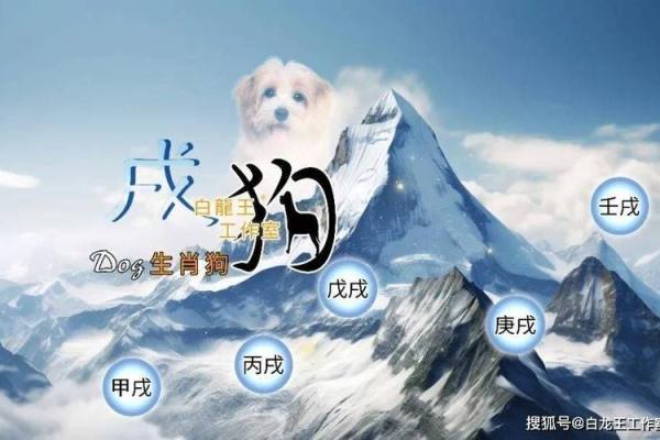 2025年1982年属狗男运势 1982年属狗2025年运势及运程 2025年1982年属狗男运势 1982年属狗2025年运势及运程