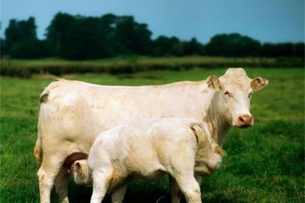 小心眼儿是什么生肖 小心眼儿是什么生肖