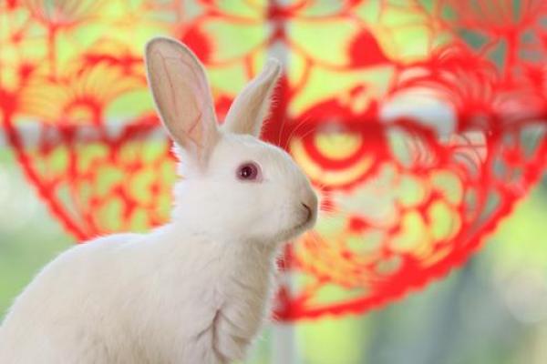 1987年属兔女2025年运势 1987年属兔女2025年运势详解事业财运爱情全解析 1987年属兔女2025年运势 1987年属兔女2025年运势详解事业财运爱情全解析