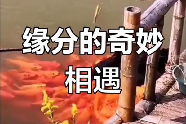 缘分惹的祸_缘分惹的祸一场命中注定的情感纠葛 缘分惹的祸_缘分惹的祸一场命中注定的情感纠葛