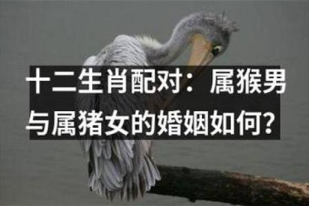 95猪与96鼠是绝命婚姻